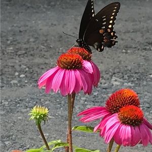 Meet your Posher, Caitlyn